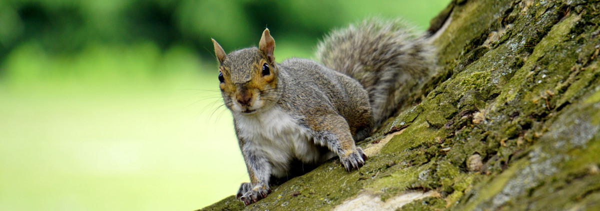 Pellet Gun For Hunting Squirrels Archives - Outdoor Intensity | Buying
