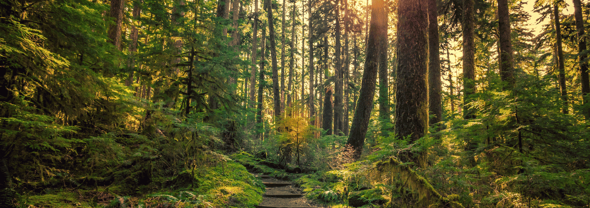 Is Olympic National Park Worth Visiting