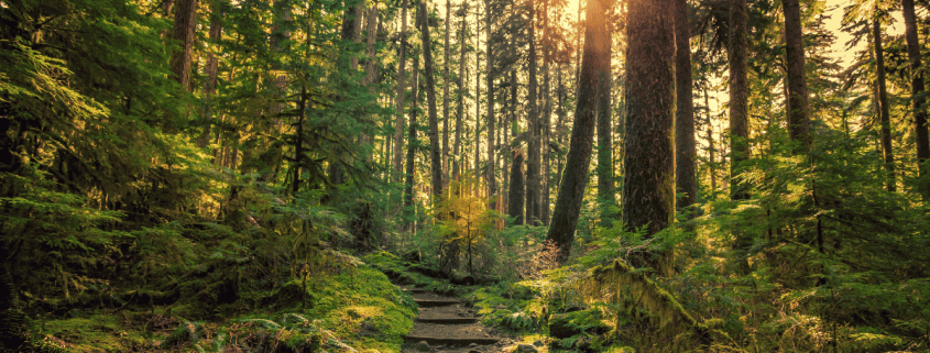 Is Olympic National Park Worth Visiting