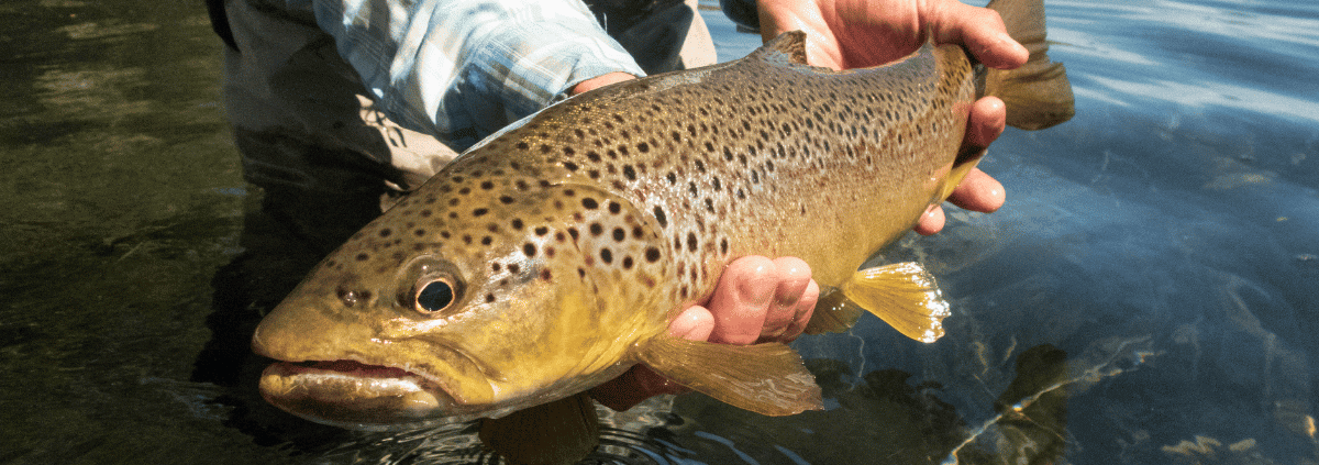 The Complete Trout Fishing Guide