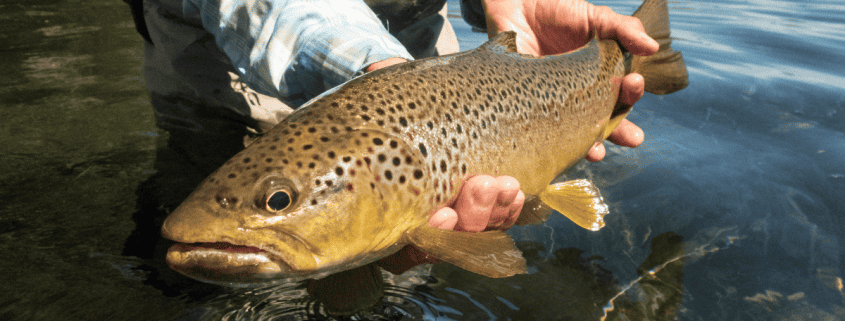 The Complete Trout Fishing Guide