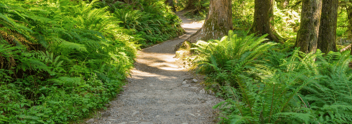 What Does Out and Back Trail Mean in Hiking