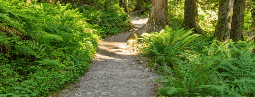 What Does Out and Back Trail Mean in Hiking