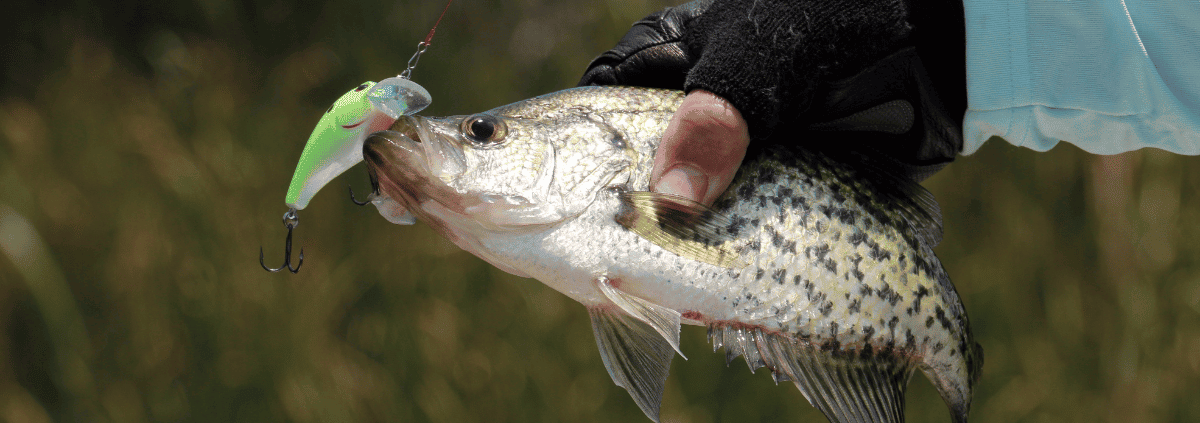 What To Use To Catch Crappie