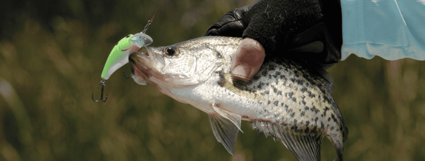 What To Use To Catch Crappie